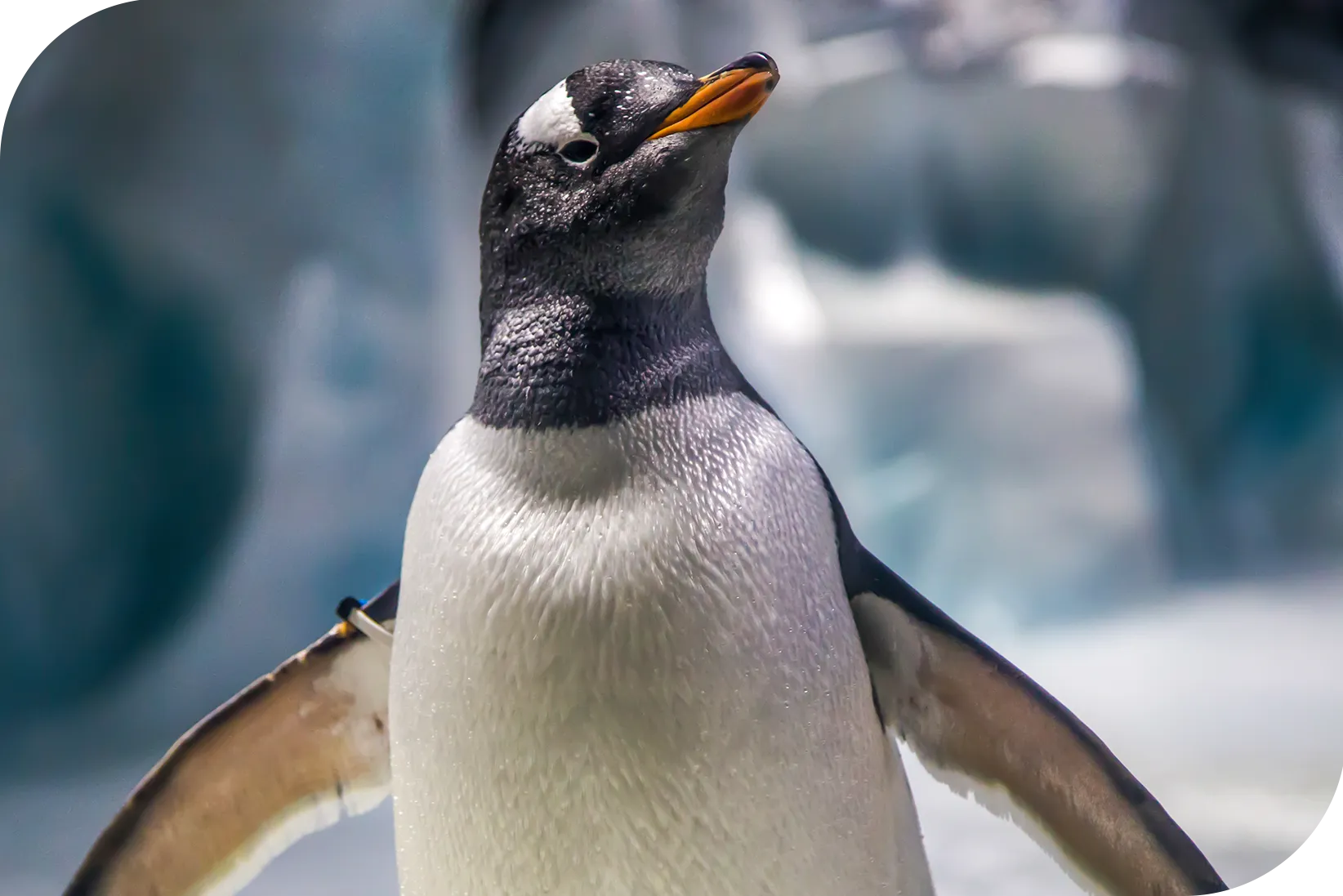 family penguin